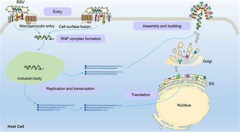 Respiratory syncytial virus: from pathogenesis to potential .